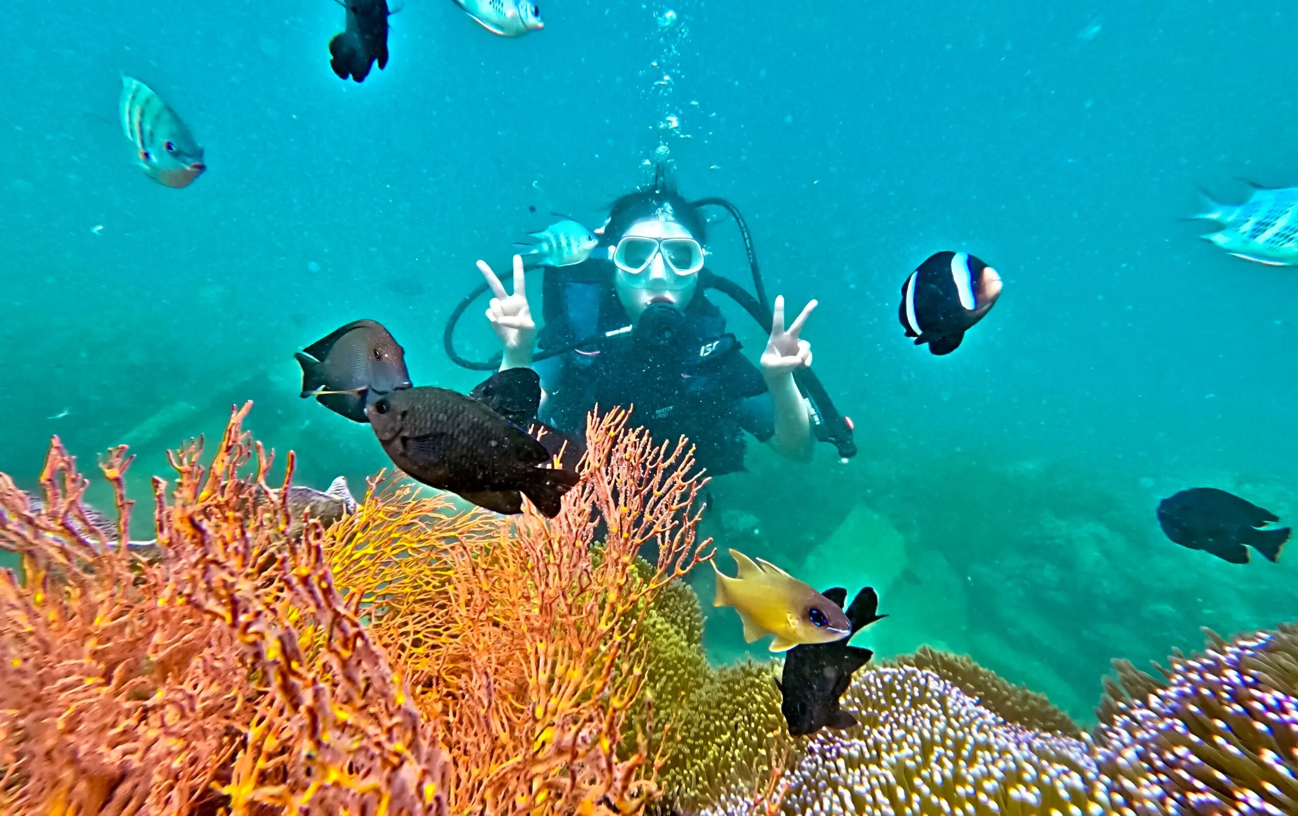 Contribute to reef restoration